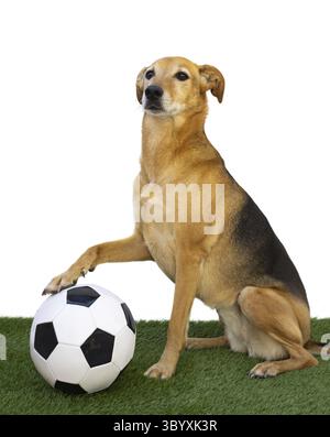 Dog posing with the soccer ball on the green grass and white background Stock Photo