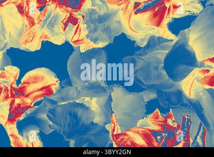 Digitally processed iris and lavender flowers in warm red and cool blue tones. Abstract floral art on dark blue background. Stock Photo