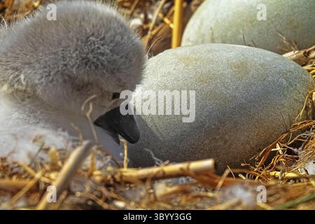 The process of hatching cygnets (Cygnus olor) from an egg in nest. One chick was born. Egg and day-old chick Stock Photo