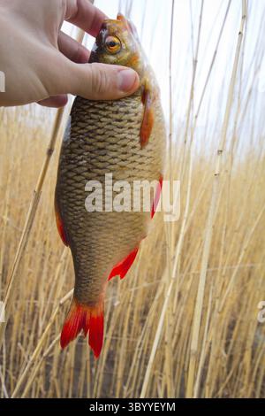 Forest Rudd Fish roach caught on a hook in the forest, close-up Stock Photo - Alamy