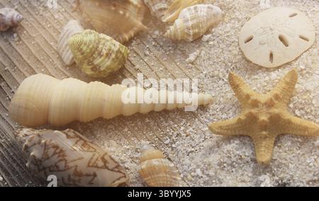Seashell on Boardwalk at Tropical Beach on Hot Summer Day Stock Photo