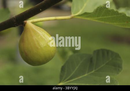 Fresh Ripe Kadota Figs Growing on Tree Stock Photo
