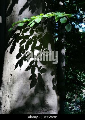 Shadow play of leaves on beech trunk in forest. Nature detail, light and shadow. Copyspace. Stock Photo