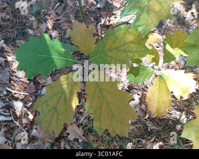 Two very young oak saplings with green and brown leaves growing in sunlight. View from above, forest floor covered with pine needles and dry oak leave Stock Photo