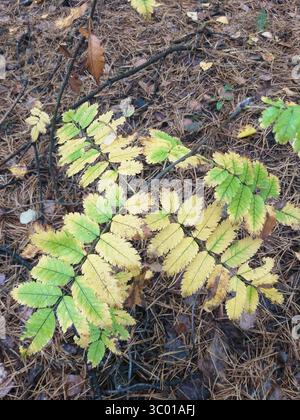 Rowan branch with green and yellow leaves lying on a forest floor covered with pine needles and small twigs. Early autumn woodland detail. Stock Photo