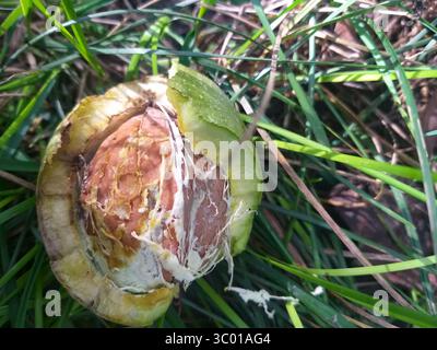Fresh green walnut in cracked outer husk resting on vibrant grass. The shell is still intact, showing the nut in its natural early stage. Stock Photo