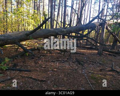 A large fallen pine tree lies on broken branches with dry needles scattered on the ground. Sunlight filters through nearby pine and deciduous trees. Stock Photo