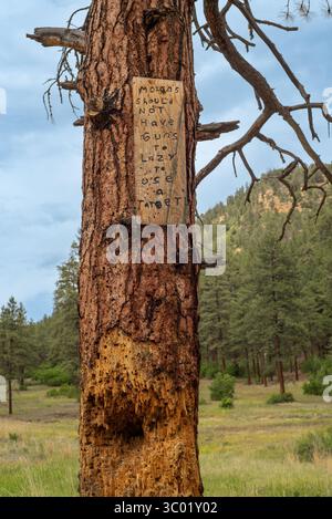 Dead pine tree used illegally for target practice on U.S. Forest Land near Pagosa Springs, Colorado, USA.. Stock Photo