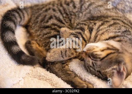 Sleeping tabby kitten curled on a baby blanket, eyes closed in deep comfort. A tender indoor moment of peace, softness, and quiet rest. Stock Photo