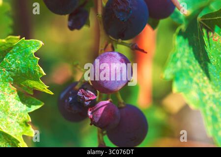 Ripe purple grapes hang on the vine. Bunch of dark grapes hanging from a vine, surrounded by vibrant green leaves. Some grapes appear slightly damaged Stock Photo