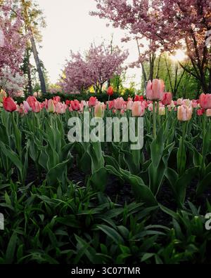 Tulips in the spring garden at sunset. Low camera angle: tulips in rays of setting sun in a garden surrounded with blooming sakura trees. Stock Photo