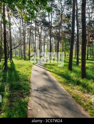 Alley in the park on spring morning. Curvy alley surrounded with big pine trees in rays of morning sun Stock Photo