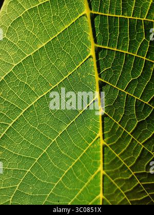 Green leaf texture. Close-up view of walnut tree leaf against the light. Stock Photo