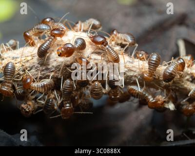 Termites are looking for food on the ground.The insects that damage the house. Stock Photo