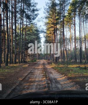 Dirt road in pine forest. Diminishing perspective of a road through pine woodland at sunset. Stock Photo