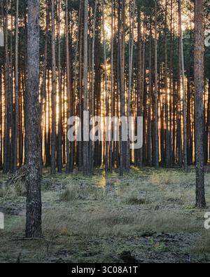 Sunrise in pine forest. Serene pine forest in the morning with sunlight streaming through the tall, straight tree trunks, ground covered with frost. Stock Photo