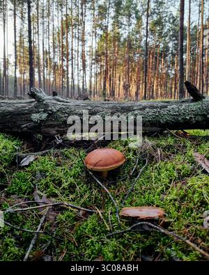 Mushroom under a snag in pine forest, moss-covered ground. Sun-filled pine forest with tall, straight tree trunks in the background. Stock Photo