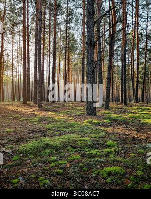 Pine forest in the morning. Tall trees cast long shadows at the moss-covered ground. Golden rays of morning light. Stock Photo
