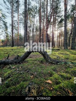 Pine forest in morning light. Curved fallen tree snag on the ground blanketed with green moss and scattered pine needles. Stock Photo
