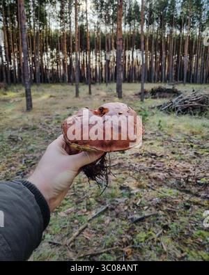 POV: holding big brown mushroom. First person view of holding big bay bolete mushroom with left hand, morning forest scenery in the background. Stock Photo