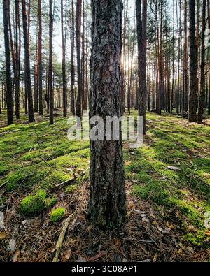A close-up of a pine tree trunk in a sunlit forest. Tall trees cast long shadows at the moss-covered ground. Golden morning light, peaceful atmosphere Stock Photo