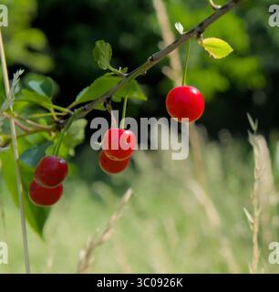 Close-up of Sour Cherries on a branch in an open field Stock Photo