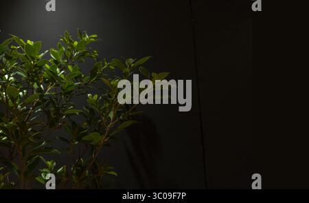 Beautiful and mysterious nature background. Tree and soft neon lights on a black background. Stock Photo