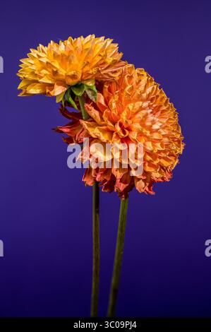 Golden Dahlias Against Deep Blue A Vibrant Floral Contrast Stock Photo