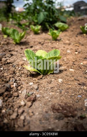 A small lettuce plant growing in a garden bed with dry soil. Stock Photo