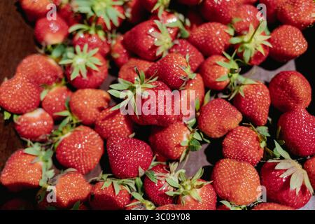 Red freshly picked strawberries in a cardboard picking box Stock Photo