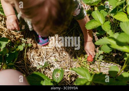 Toddler girl picking strawberries in field on bright summer day Stock Photo