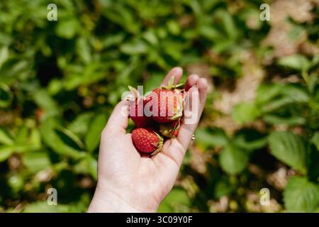 Close up of fresh strawberries in a woman's hand Stock Photo