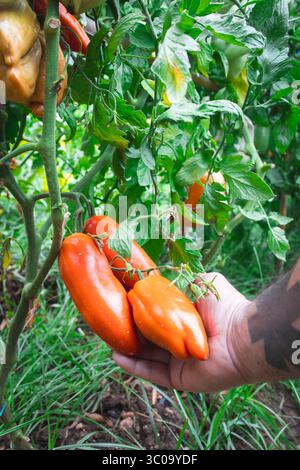 Farmer holding freshly picked san marzano tomatoes in garden Stock Photo