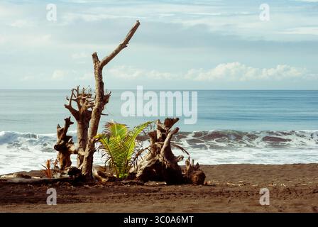 Washed driftwood and young palm on black sand beach Stock Photo