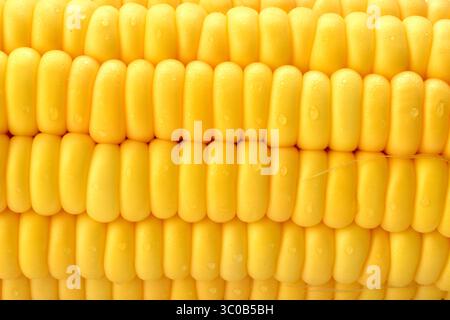 sweet corn sweetcorn sugar corn pole corn maize makki makai Stock Photo