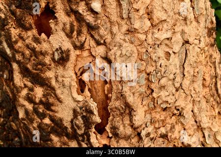 tree trunk abstract pattern texture background Stock Photo