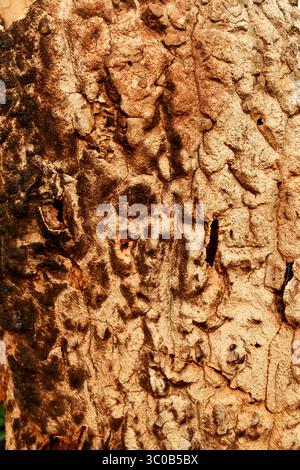 tree trunk abstract pattern texture background Stock Photo