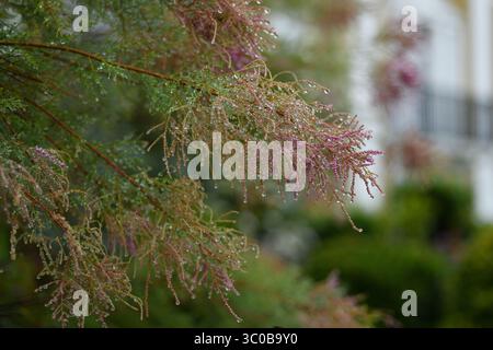 Fir tree in the rain Stock Photo