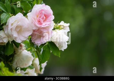 Blooming hybrid rugosa rose (Rosa rugosa) Ritausma (Polar Ice) in urban plantings. Close up of a pale pink historic roses in full bloom. Stock Photo