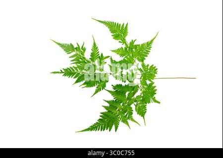 Fern Isolate Beautiful composition with fern and other tropical leaves on white background. Fern leaf, Ornamental foliage, Fern isolated on white back Stock Photo