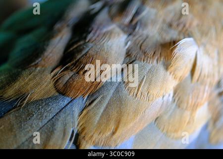 Close up of Soft Brown and Beige Bird Feathers Stock Photo