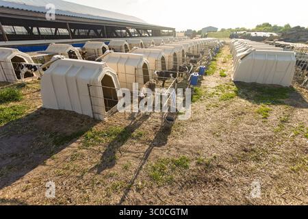 Young calves in individual hutches at a modern dairy farm, ensuring animal welfare and optimal livestock care outdoors Stock Photo