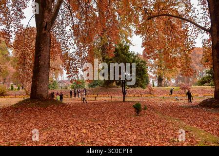 November 2, 2018 - Srinagar, Jammu and Kashmir, India - Foreign tourists are seen taking pictures amidst the maple trees during autumn season..The Season of Autumn is the most beautiful among all the seasons in Kashmir valley. The leaves Changing colours simply looks Mystical, The days are becoming shorter as the winter approaches in the Kashmir valley. Tourist from all over the world come to the Valley to see the glorious beauty of autumn season, During autumn season people collect the fallen leaves and burn them in a pile to make coal for their Kangiri  (Credit Image: © Idrees Abbas/SOPA Ima Stock Photo