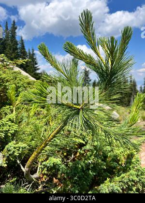 Young Balkan pine Pinus peuce seedling growing on Vitosha Mountain near Sofia, Bulgaria, native to the Balkan region’s mountainous forests, Europe Stock Photo