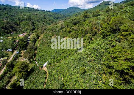 November 7, 2016 - Turrialba, Costa Rica - An aerial view of a hillside coffee plantation located in San Marcos, Costa Rica. (Credit Image: © Edwin Remsberg / Vwpics/VW Pics via ZUMA Wire) Stock Photo
