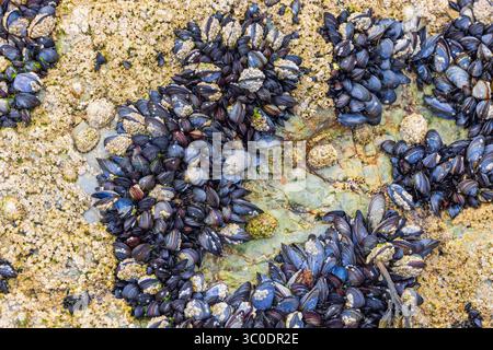 Blue mussel and barnacles on a rock in low tide Stock Photo