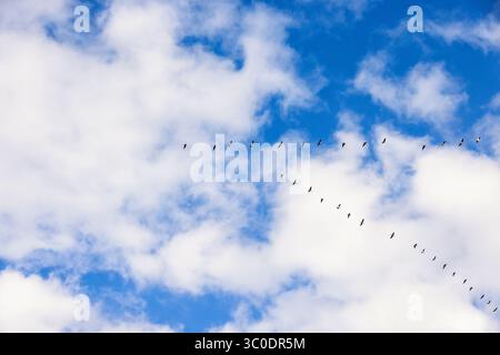 Flock of geese flying v formation in the sky Stock Photo