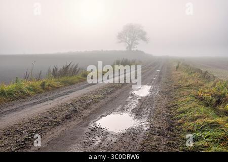 Water puddles on a dirt road in a misty countryside with a solitary tree Stock Photo