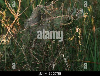 Female Nursery Web Spider protecting her eggs Stock Photo