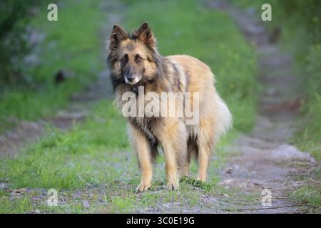 Belgian Tervuren shepherd outdoors on dirt road Stock Photo